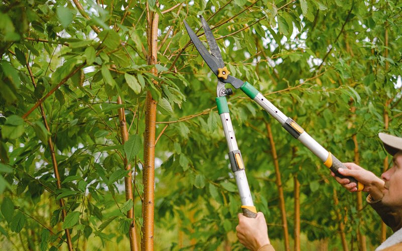 Tree trimming in Langley, KY